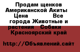 Продам щенков Американской Акиты › Цена ­ 25 000 - Все города Животные и растения » Собаки   . Красноярский край